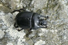 Typhaeus typhoeus