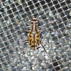 Cylindera suturalis