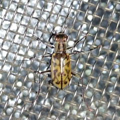 Cylindera suturalis