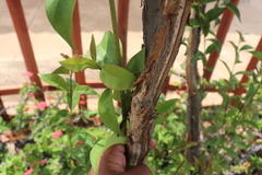 Ligustrum lucidum