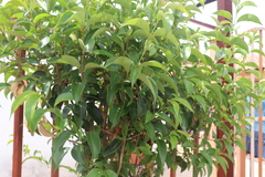 Ligustrum lucidum