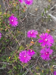 Drosanthemum parvifolium