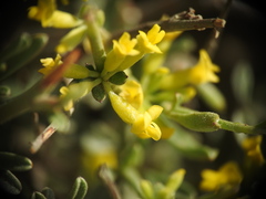 Anthyllis hermanniae