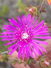 Drosanthemum parvifolium