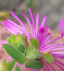 Drosanthemum parvifolium