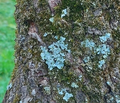 Punctelia jeckeri