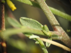 Anthyllis hermanniae