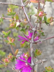 Drosanthemum parvifolium