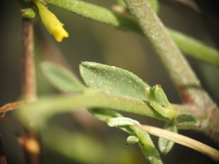 Anthyllis hermanniae