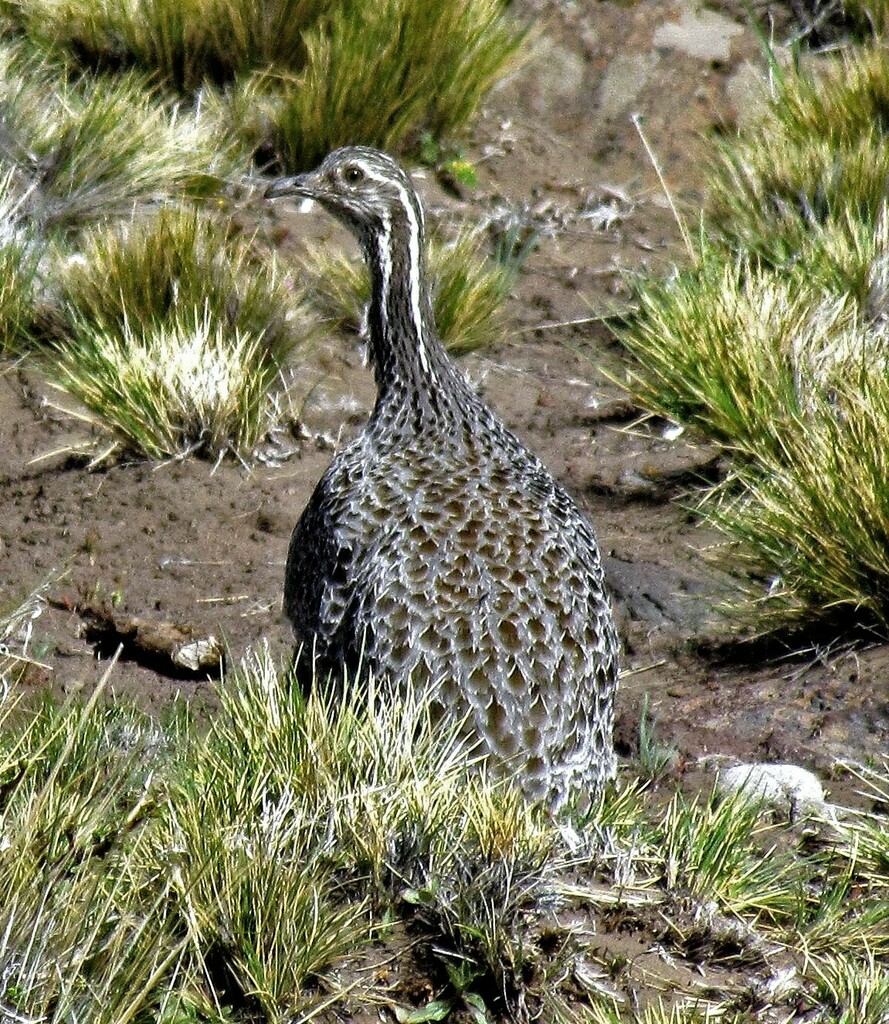 Patagonian Tinamou