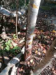 Bursera schlechtendalii