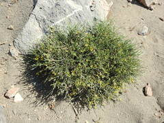 Anthyllis hermanniae