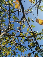 Bursera schlechtendalii