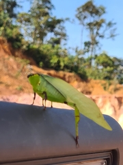 Cnemidophyllum lineatum