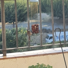 Lophophanes cristatus