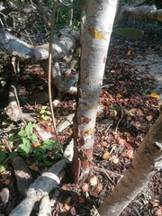 Bursera schlechtendalii