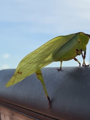 Cnemidophyllum lineatum