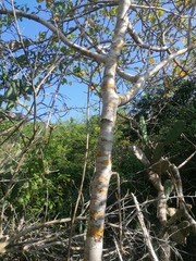 Bursera schlechtendalii