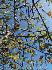 Bursera schlechtendalii