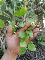 Bursera schlechtendalii