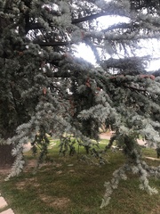 Cedrus