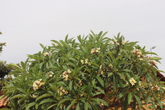Plumeria