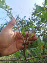 Bursera schlechtendalii
