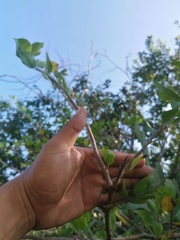 Bursera schlechtendalii
