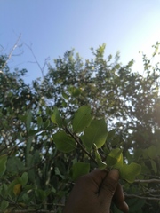 Bursera schlechtendalii