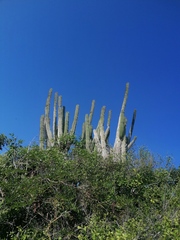 Pachycereus pecten-aboriginum