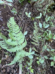 Dryopteris sandwicensis