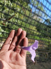 Ipomoea ternifolia ternifolia