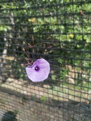Ipomoea ternifolia ternifolia