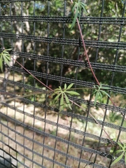 Ipomoea ternifolia ternifolia