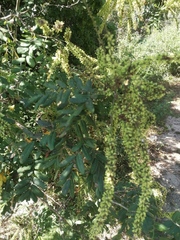 Apoplanesia paniculata