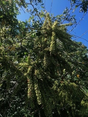 Apoplanesia paniculata