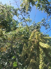 Apoplanesia paniculata