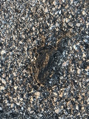 Bufotes viridis balearicus