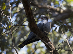 Lopholaimus antarcticus