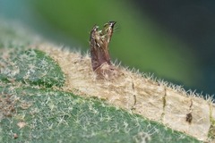 Phyllonorycter lantanella