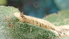 Phyllonorycter lantanella