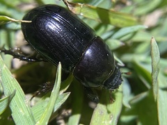 Heteronychus arator