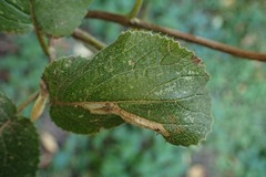 Phyllonorycter lantanella