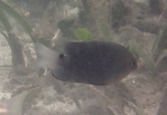 Pomacentrus tripunctatus