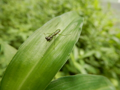 Odontomantis