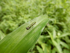 Odontomantis