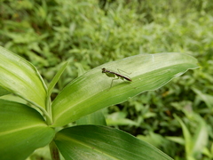 Odontomantis
