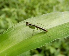 Odontomantis