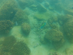 Stegastes acapulcoensis