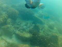 Abudefduf troschelii